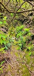 Plants: image 32 Of 208 Thumb